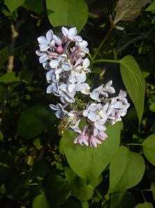Syringa vulgaris_Lilac (2017, April 15)