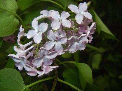 Syringa vulgaris_Lilac (2017, April 17)