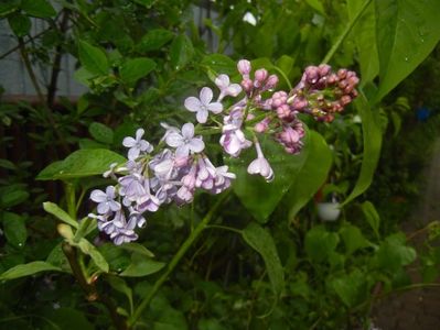 Syringa vulgaris_Lilac (2017, April 20)