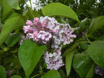 Syringa vulgaris_Lilac (2017, April 20)