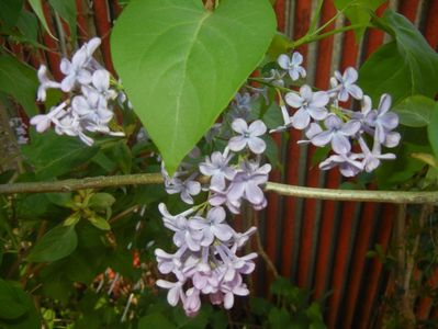 Syringa vulgaris_Lilac (2017, April 24)