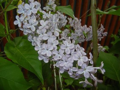 Syringa vulgaris_Lilac (2017, April 29)