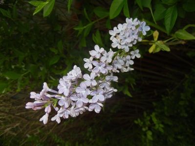 Syringa vulgaris_Lilac (2017, April 29)