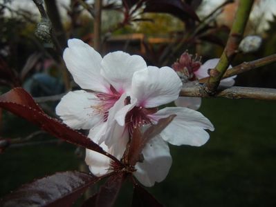Prunus persica Davidii (2017, April 10)