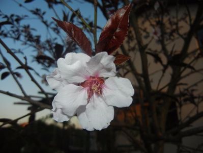 Prunus persica Davidii (2017, April 10)