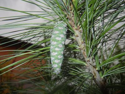 Pinus wallichiana Densa Hill (17, Apr.29)