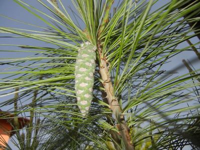 Pinus wallichiana Densa Hill (17, May03)