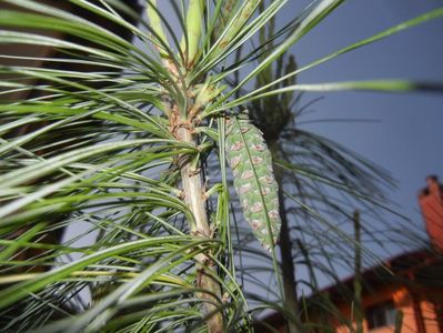 Pinus wallichiana Densa Hill (17, May03)