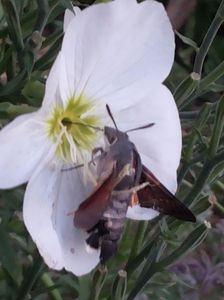 Oenothera pallida Innocence cu fluturele colibrii