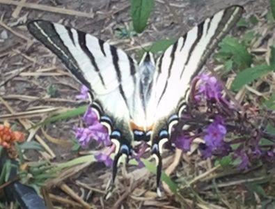 Fluture randunica pe Liliacul de vara
