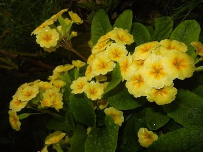 Primula polyanthus Yellow (2017, Apr.20)