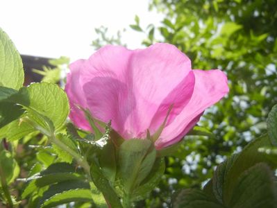 Rosa rugosa (2017, May 05)