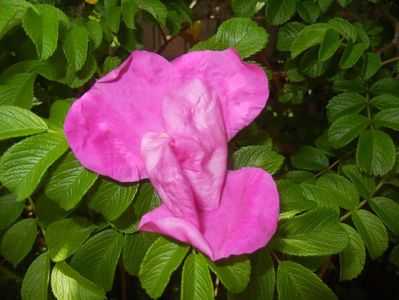 Rosa rugosa (2017, May 05)