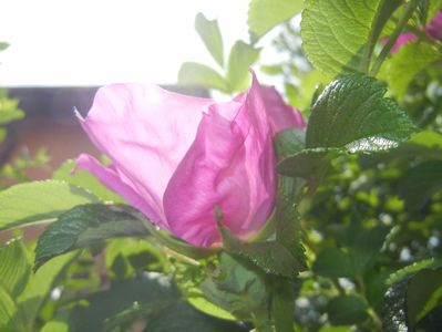 Rosa rugosa (2017, May 05)