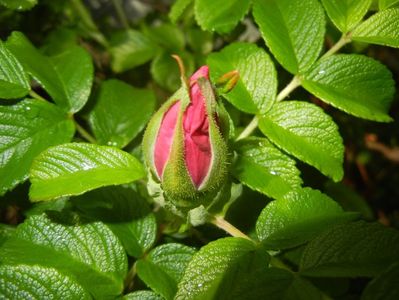 Rosa rugosa (2017, May 05)