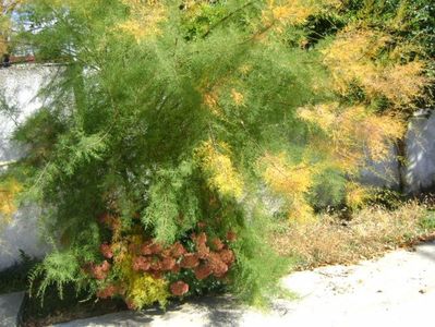 Tamarix & Sedum spectabile