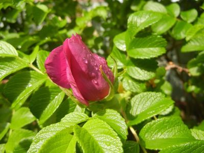 Rosa rugosa (2017, May 05)