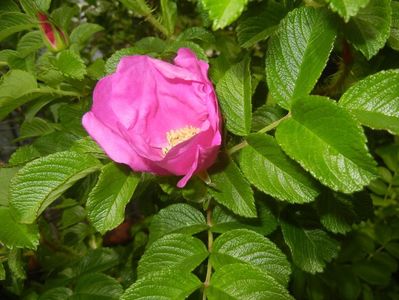 Rosa rugosa (2017, May 05)