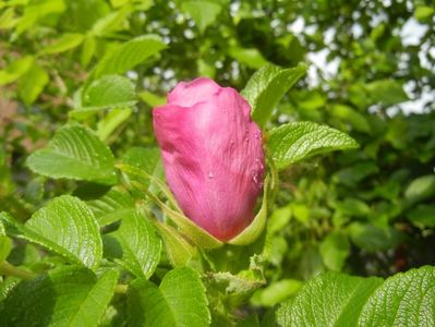 Rosa rugosa (2017, May 05)