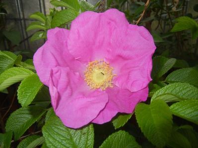 Rosa rugosa (2017, May 05)