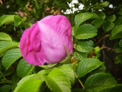 Rosa rugosa (2017, May 05)