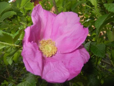 Rosa rugosa (2017, May 06)