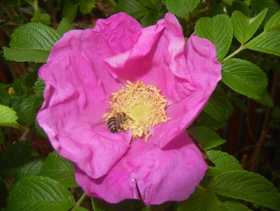 Rosa rugosa (2017, May 06)