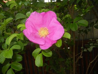 Rosa rugosa (2017, May 06)