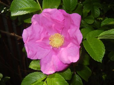 Rosa rugosa (2017, May 06)