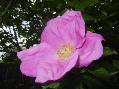 Rosa rugosa (2017, May 07)