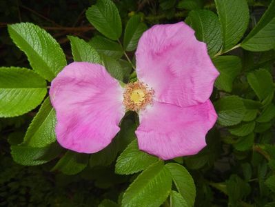 Rosa rugosa (2017, May 07)