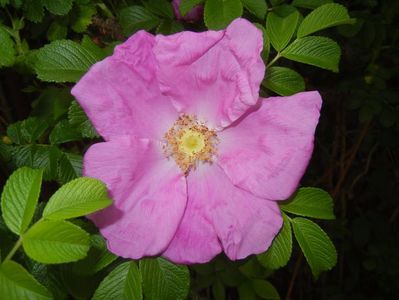 Rosa rugosa (2017, May 07)