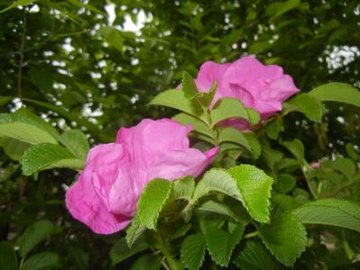 Rosa rugosa (2017, May 07)