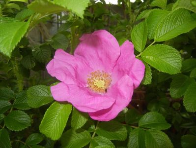 Rosa rugosa (2017, May 07)