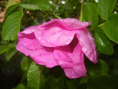 Rosa rugosa (2017, May 08)