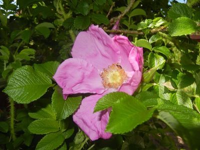 Rosa rugosa (2017, May 11)