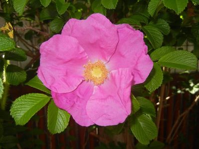 Rosa rugosa (2017, May 11)