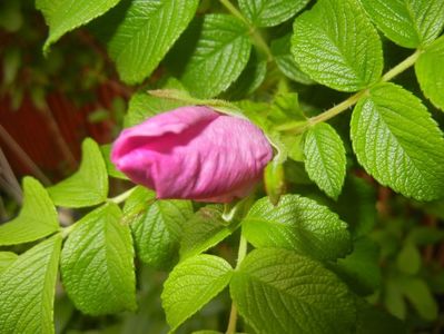 Rosa rugosa (2017, May 11)