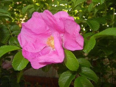 Rosa rugosa (2017, May 11)