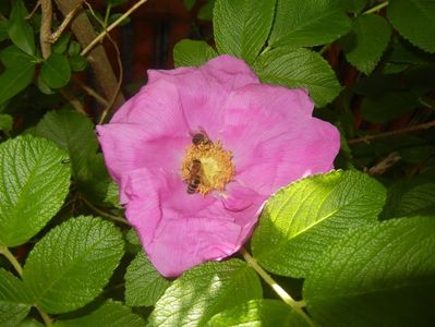 Rosa rugosa (2017, May 12)