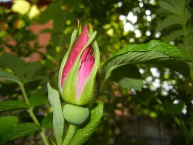 Rosa rugosa (2017, May 12)