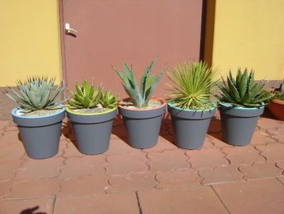 Agave mari afara la soare