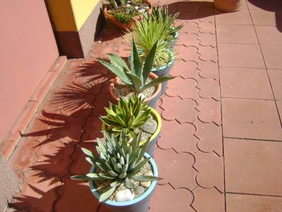 Agave mari afara la soare