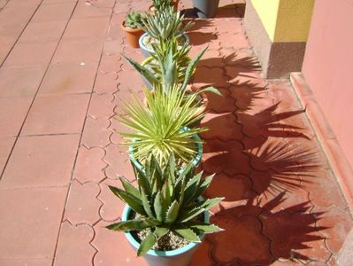 Agave mari afara la soare