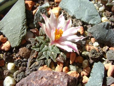 Ariocarpus kotschoubeyanus v. albiflorus; sept. 2017
