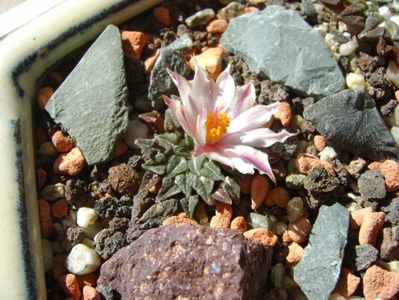 Ariocarpus kotschoubeyanus v. albiflorus; sept. 2017
