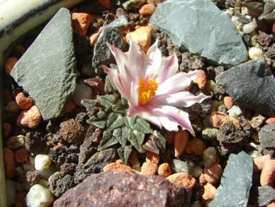 Ariocarpus kotschoubeyanus v. albiflorus; sept. 2017
