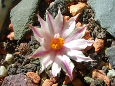 Ariocarpus kotschoubeyanus v. albiflorus; sept. 2017
