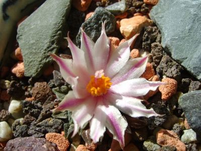 Ariocarpus kotschoubeyanus v. albiflorus; sept. 2017
