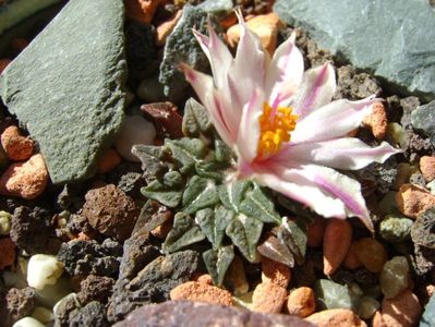 Ariocarpus kotschoubeyanus v. albiflorus; sept. 2017
